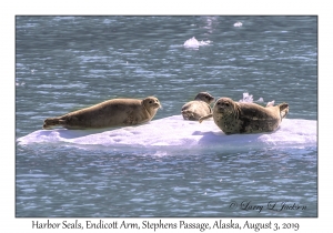 Harbor Seals