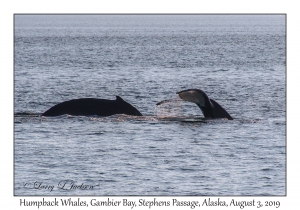 Humpback Whales