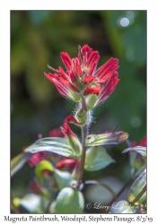 Magenta Paintbrush