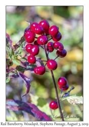 Red Baneberry