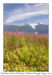 Sumdum Glacier & Common Fireweed
