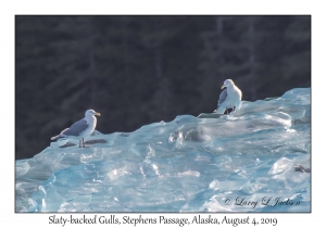 Iceberg & Slaty-backed Gulls
