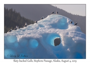 Iceberg & Slaty-backed Gulls
