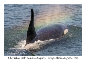 Killer Whale rainblow