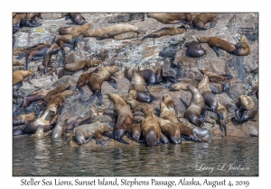 Steller Sea Lions