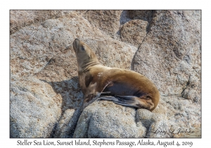 Steller Sea Lion