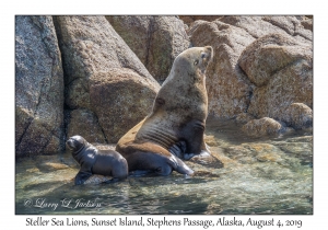 Steller Sea Lions