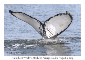 Humpback Whale '1'