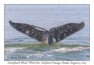 Humpback Whale 'White Bar'
