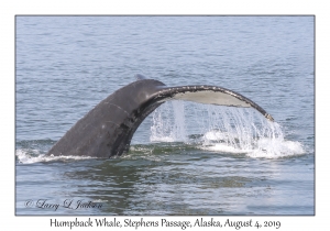 Humpback Whale