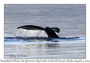 Humpback Whale, late afternoon