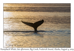 Humpback Whale, late afternoon