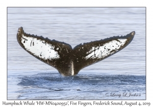 Humpback Whale 'HW-MN0400592'