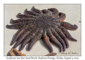 Sunflower Sea Star