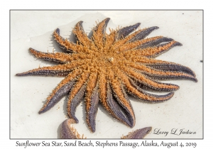 Sunflower Sea Star