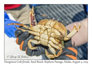 Dungeness Crab female