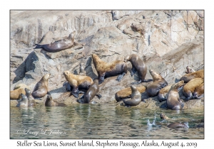 Steller Sea Lions