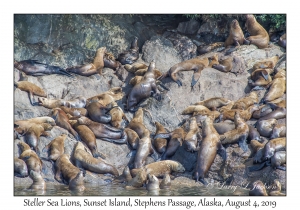 Steller Sea Lions