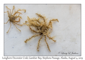 Longhorn Decorator Crabs