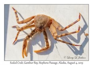 Scaled Crab