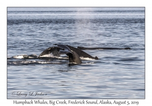 Humpback Whales