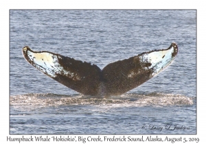 Humpback Whale 'Hokiokio'