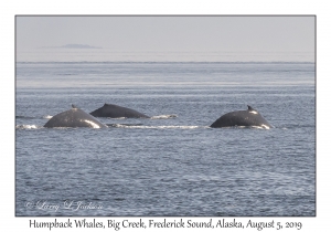 Humpback Whales