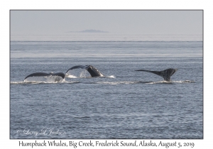 Humpback Whales