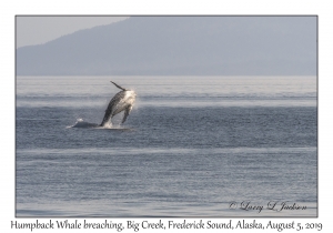 Humpback Whale