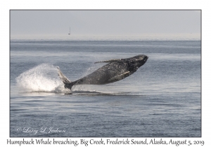 Humpback Whale