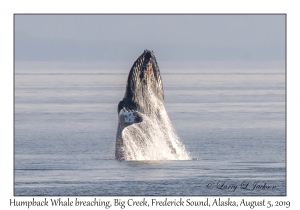 Humpback Whale