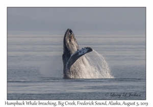 Humpback Whale