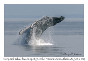 Humpback Whale