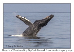 Humpback Whale