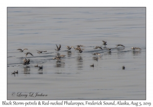 Black Storm-Petrels & Red-necked Phalaropes