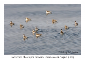 Red-necked Phalaropes