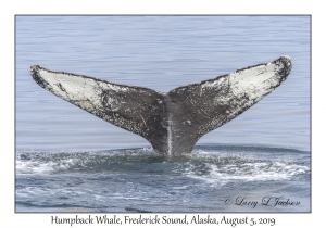 Humpback Whale