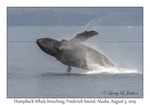 Humpback Whale