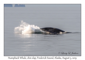 Humpback Whale chin slap