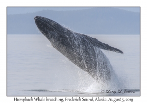 Humpback Whale