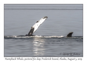 Humpback Whale