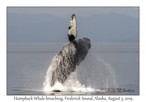 Humpback Whale