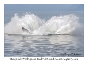 Humpback Whale