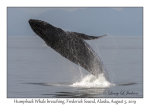 Humpback Whale