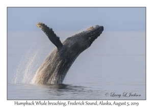 Humpback Whale