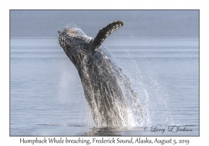 Humpback Whale