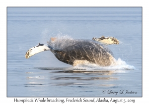 Humpback Whale