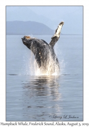 Humpback Whale