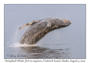Humpback Whale first in sequence