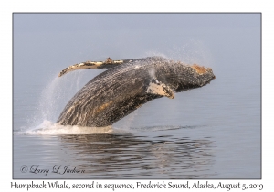 Humpback Whale second in sequence